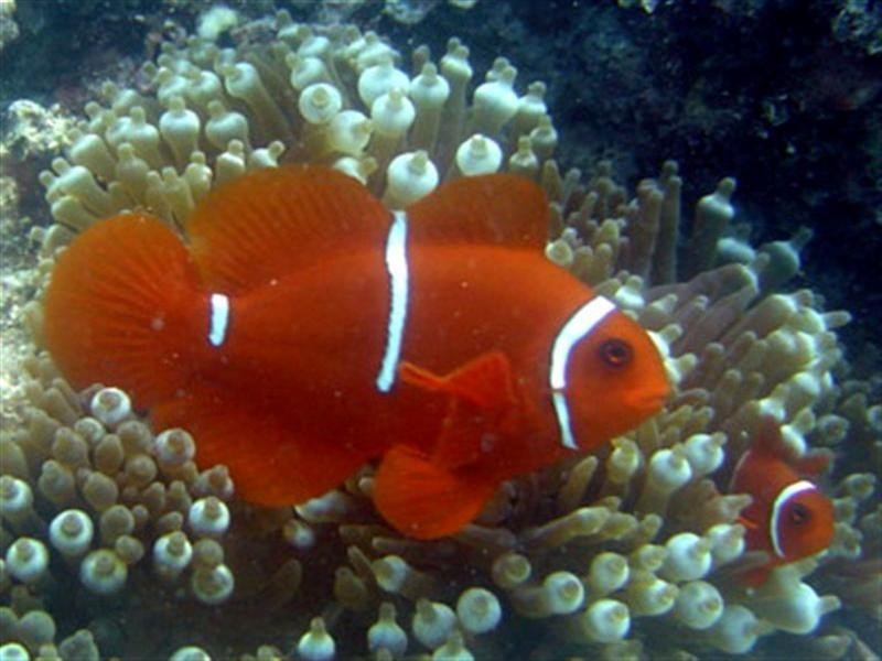 Lot 2 Rebecca Jane Pde., Kurrimine Beach QLD 4871