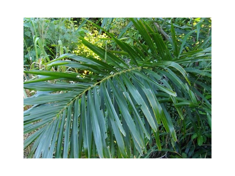 Lot 3 Plantation Drive, Bingil Bay QLD 4852