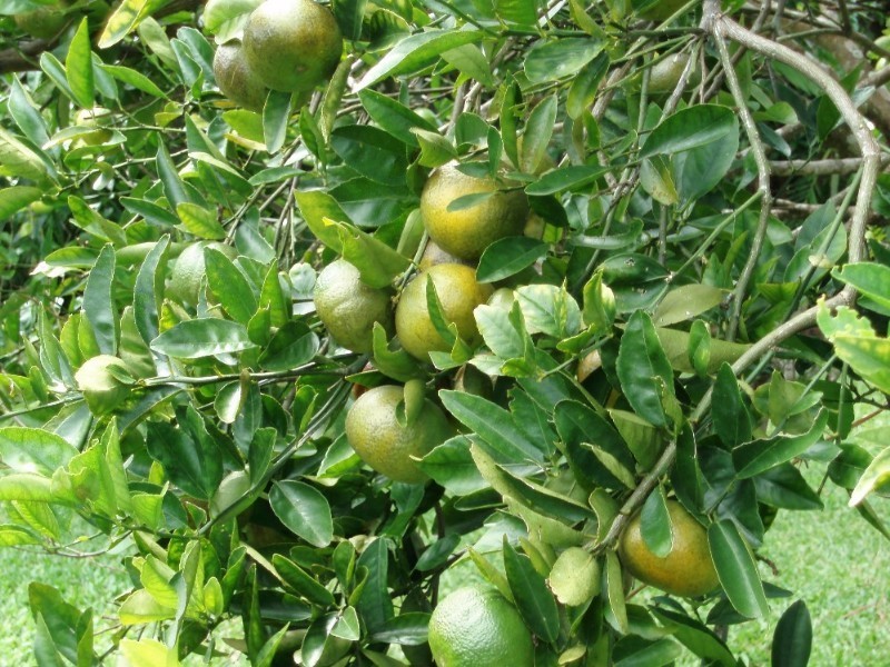 Mission Beach QLD 4852