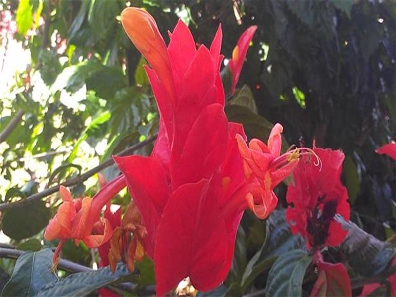 4 Lindquist Close, Mission Beach QLD 4852