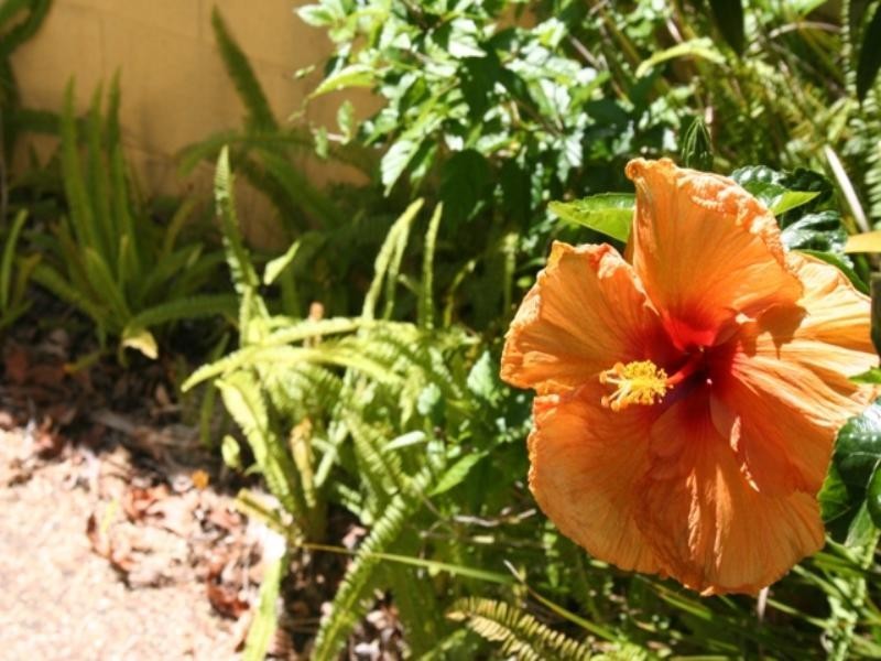 71/1 Poinsettia Avenue, Mooloolaba QLD 4557