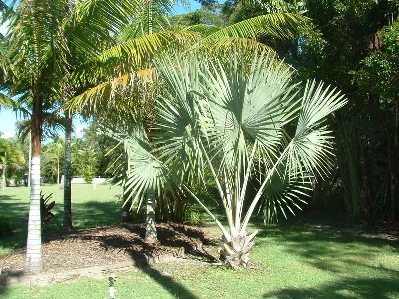 62 Nojoor Road, Mudjimba QLD 4564