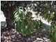 16 Regis Street,, Salisbury QLD 4107