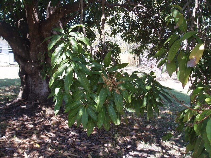 18 Regis Street, Salisbury QLD 4107