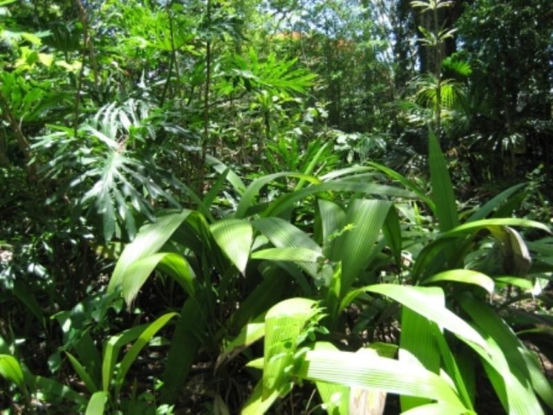 88 Cracknell Road, Annerley QLD 4103