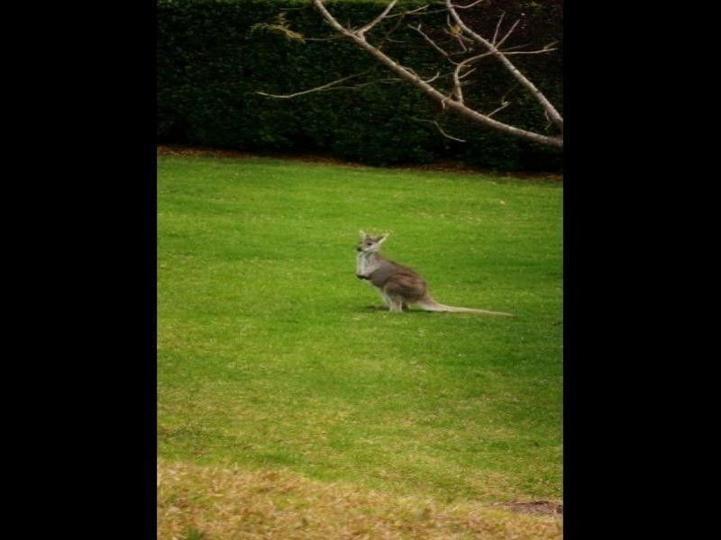 48 Pringles Road, Martinsville NSW 2265