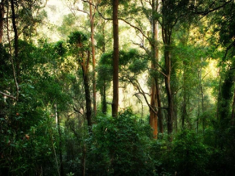 48 Pringles Road, Martinsville NSW 2265