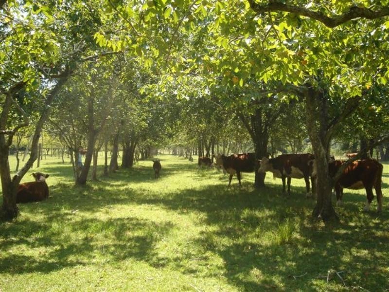 Martinsville NSW 2265