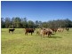 142 Martinsville Road, Martinsville NSW 2265