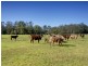 142 Martinsville Road, Martinsville NSW 2265