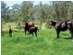 271 Owens Road, Martinsville NSW 2265