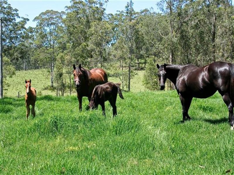 271 Owens Road, Martinsville NSW 2265