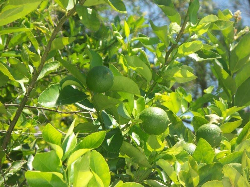 2 Potoroo Place, Doolandella QLD 4077