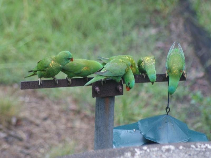 Bellbird Park QLD 4300