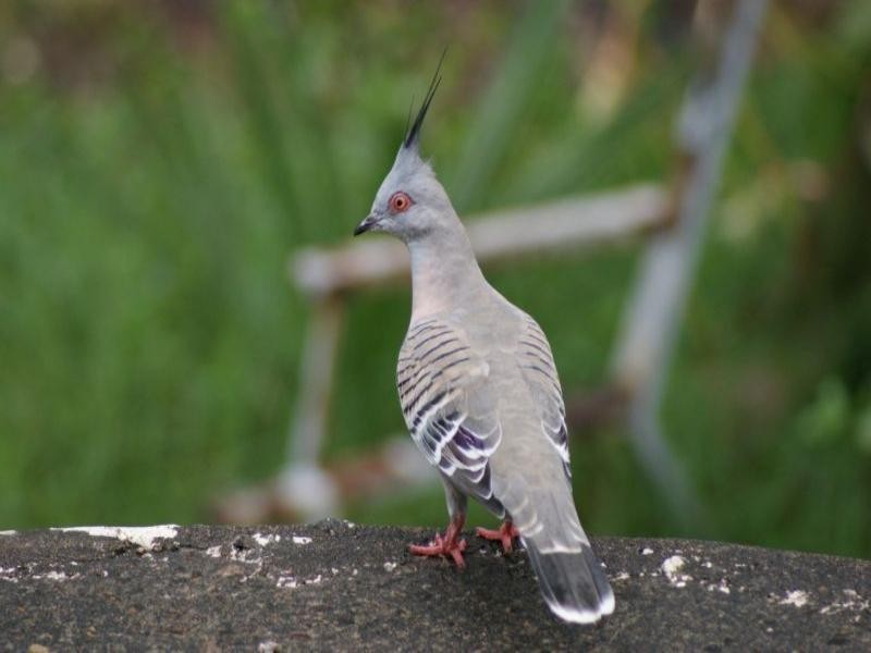 Bellbird Park QLD 4300