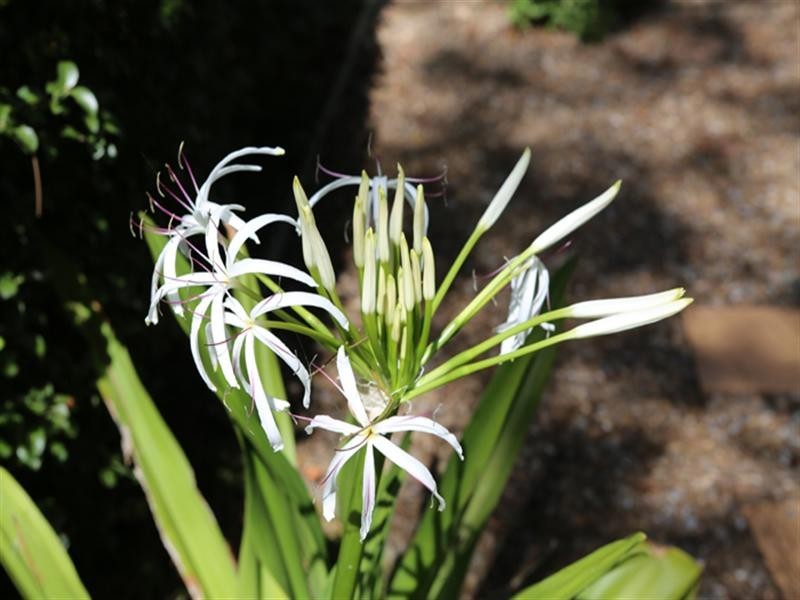 21 Attunga Street, Dalmeny NSW 2546