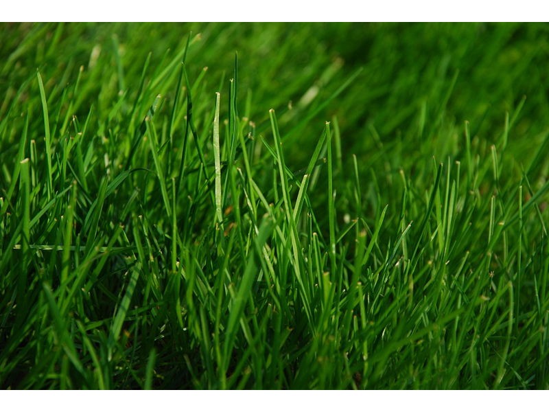 1-7 Daphne Street, Barrack Heights NSW 2528