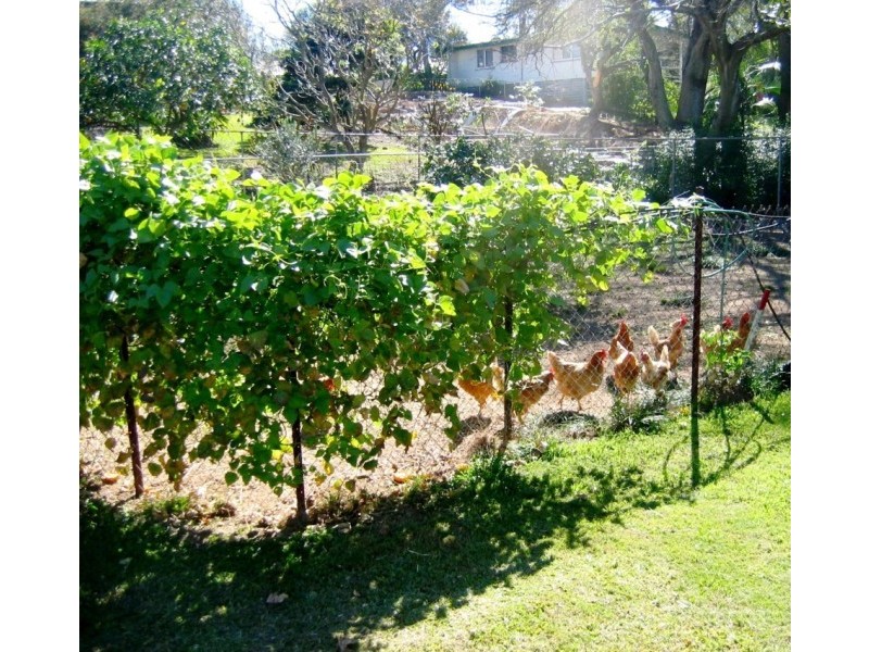 36 Blaikie Street, Hendra QLD 4011