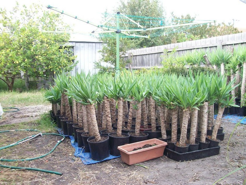 52 Glassford Avenue, Springvale South VIC 3172