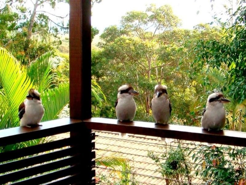 25 Currawong Street, Noosa Heads QLD 4567