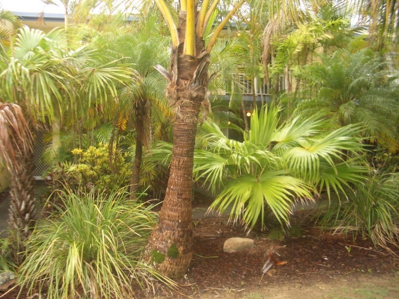 5 Douglas Street, Sunshine Beach QLD 4567