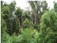 Kuranda QLD 4881