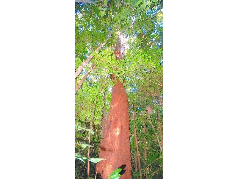Kuranda QLD 4881
