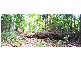 Kuranda QLD 4881