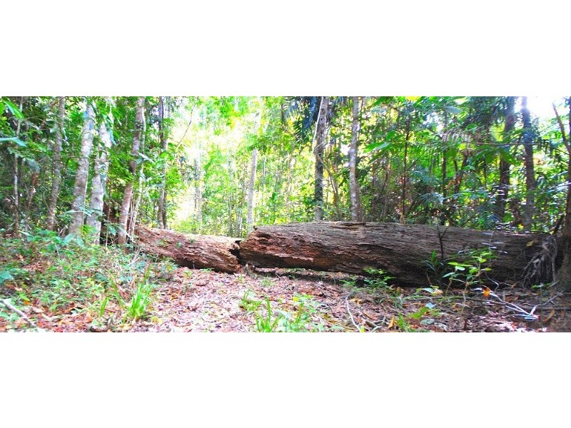 Kuranda QLD 4881