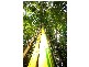 Kuranda QLD 4881