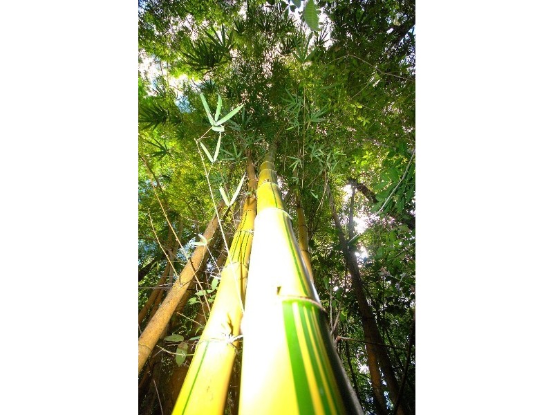 Kuranda QLD 4881