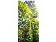 Kuranda QLD 4881