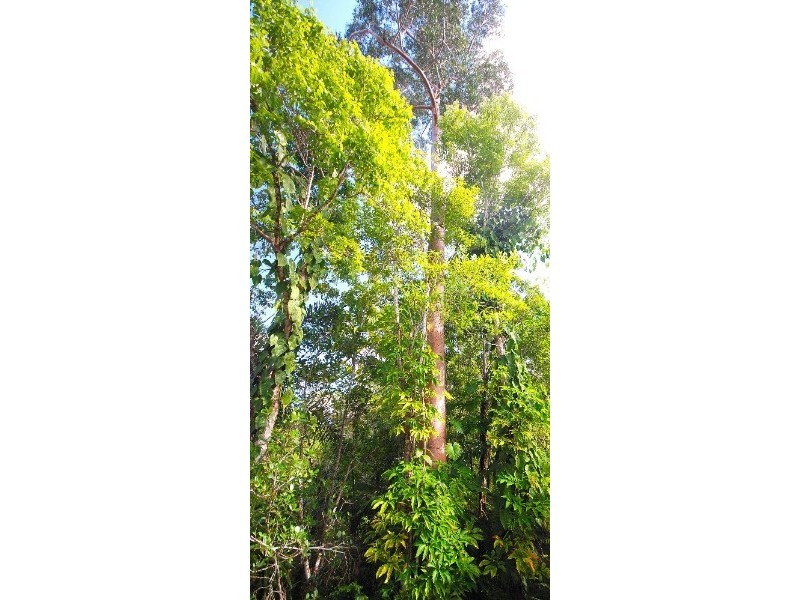 Kuranda QLD 4881