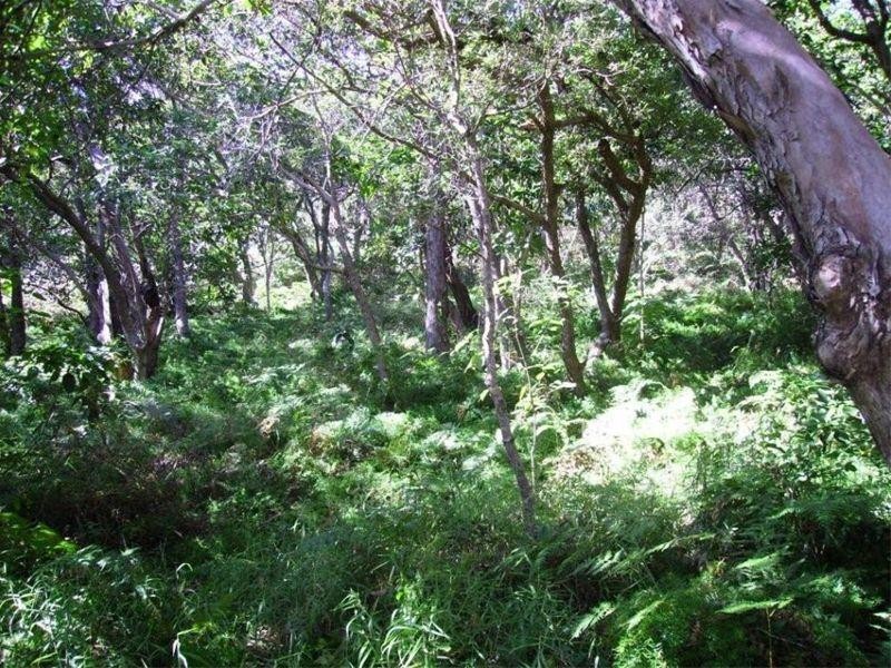 46 Samarinda Way, Point Lookout QLD 4183