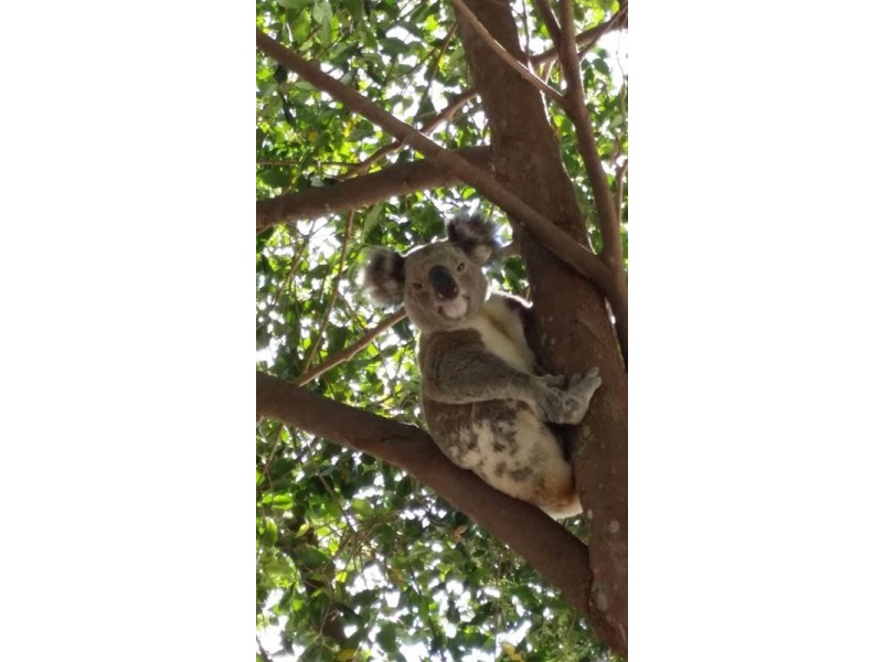 29 Gonzales Street, Amity Point QLD 4183