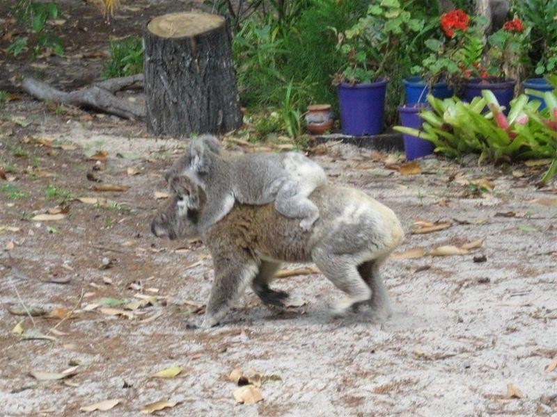 10 Old Ballow Street, Amity Point QLD 4183