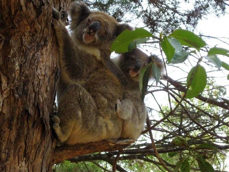 10 Old Ballow Street, Amity Point QLD 4183