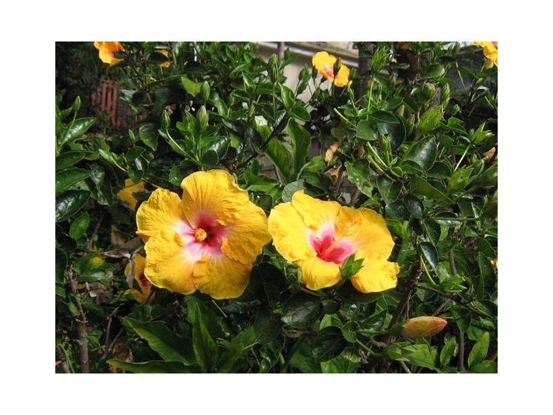 4 Bigoon Road, Point Lookout QLD 4183