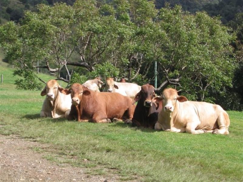 14 Percheron Place, Black River QLD 4818