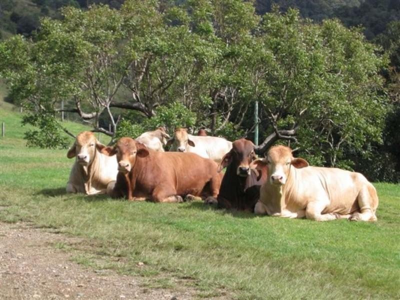 14 Percheron Place, Black River QLD 4818