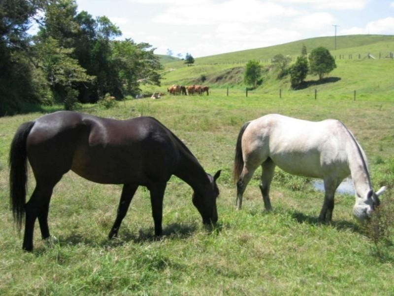 14 Percheron Place, Black River QLD 4818