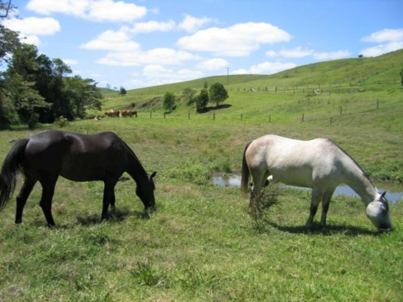 14 Percheron Place, Black River QLD 4818