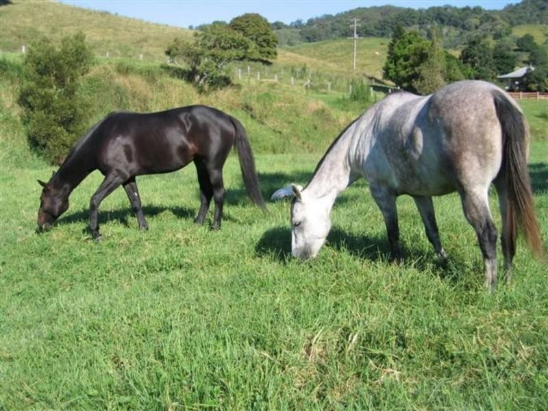 14 Percheron Place, Black River QLD 4818