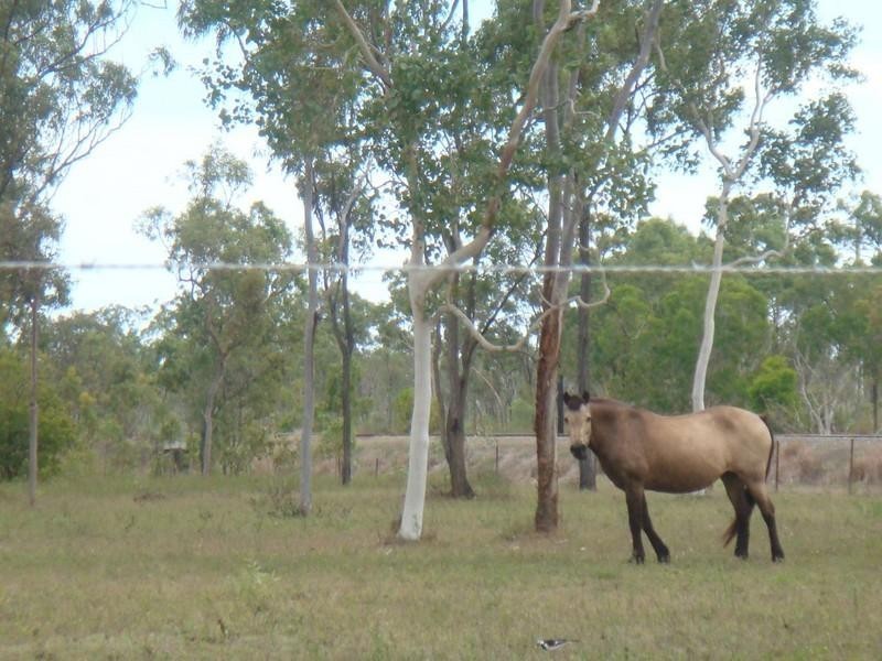 14 Percheron Place, Black River QLD 4818