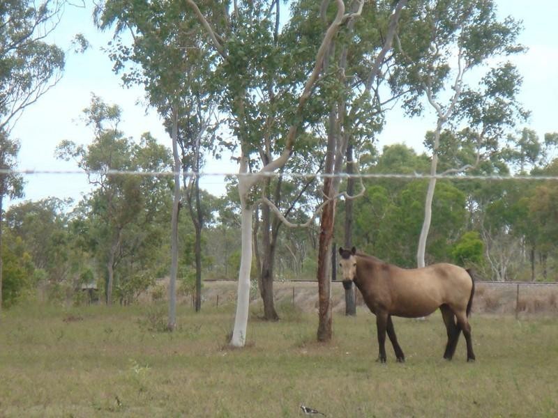 14 Percheron Place, Black River QLD 4818