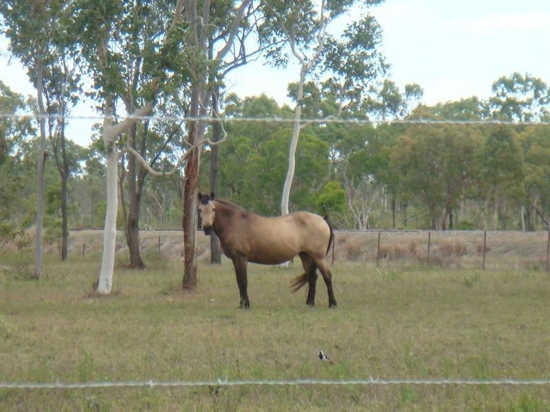 14 Percheron Place, Black River QLD 4818