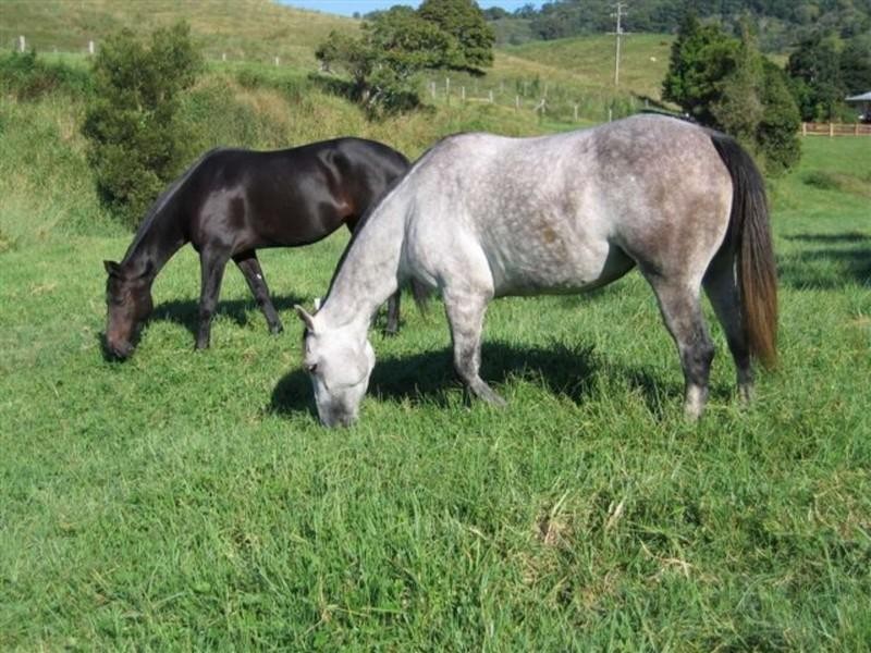 14 Percheron Place, Black River QLD 4818