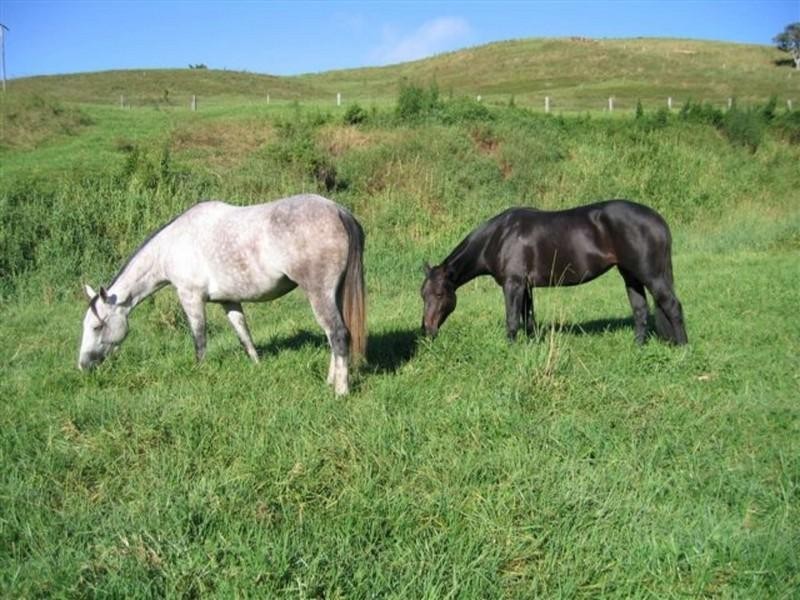 14 Percheron Place, Black River QLD 4818