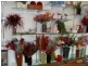 Boutique Flowers and Gifts, Townsville QLD 4810