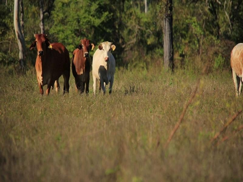 Lot 3 Woodfield Road, Gumlow QLD 4815